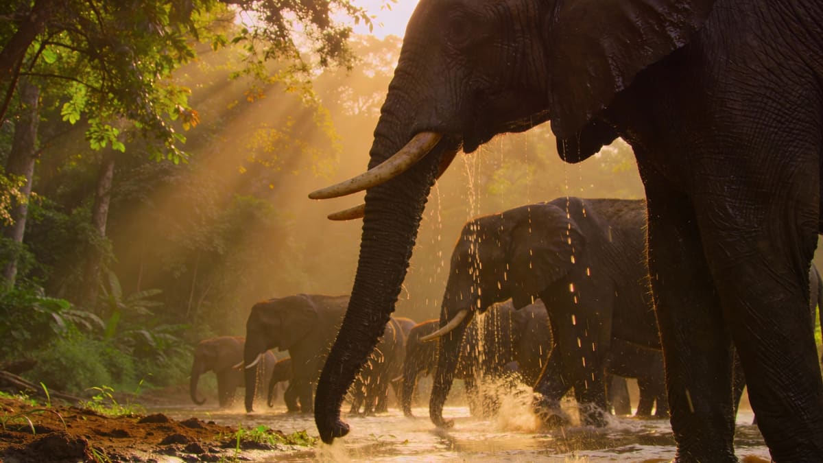 Elephant